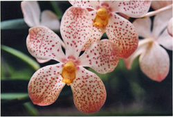 cleanse_orchid2